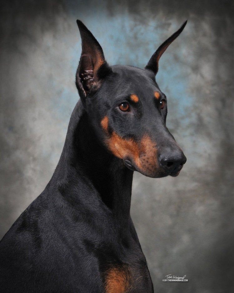 Доберман 1997