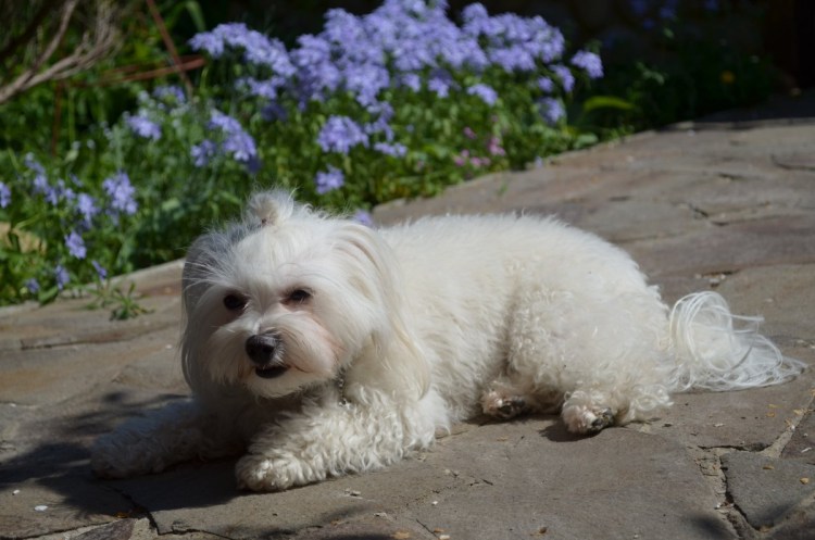 Пиренейский зенненхунд белый