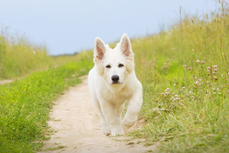 Бобтейл собака