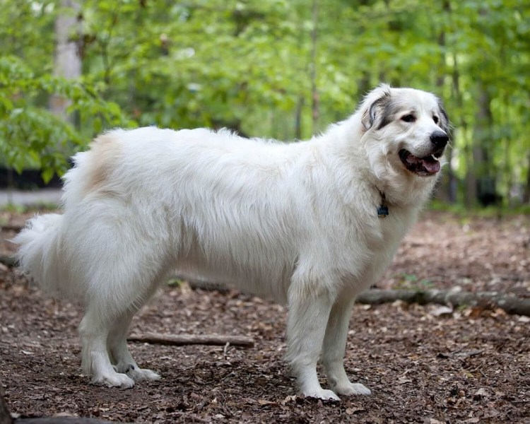 Польская подгалянская овчарка лежит