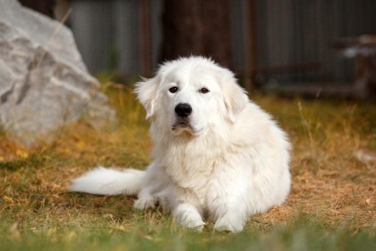 Собака болонка