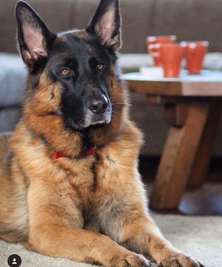 БШО белая швейцарская овчарка