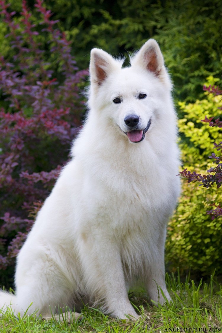 Бобтейл терьер