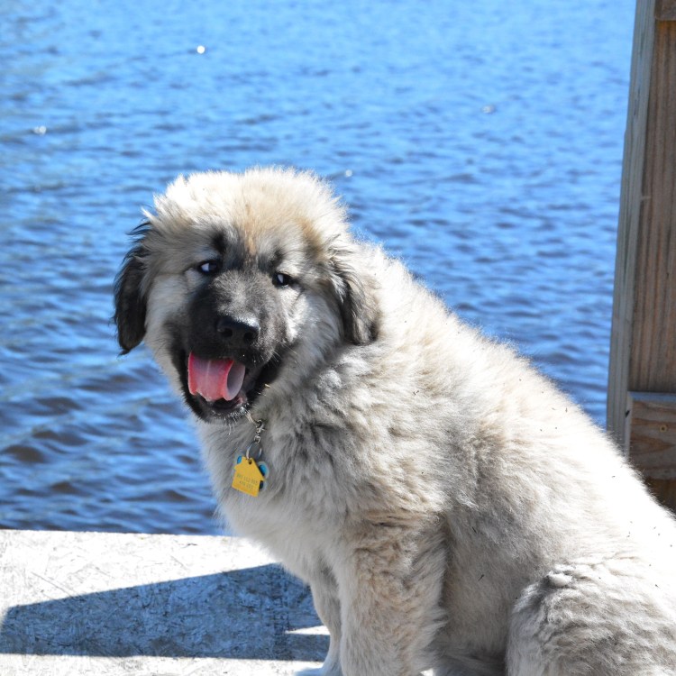 Маремма-абруццкая овчарка