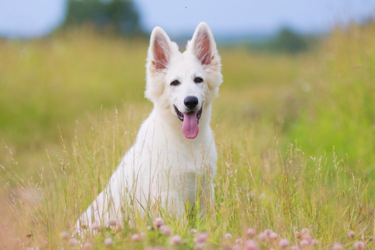 Швейцарская овчарка длинношерстная