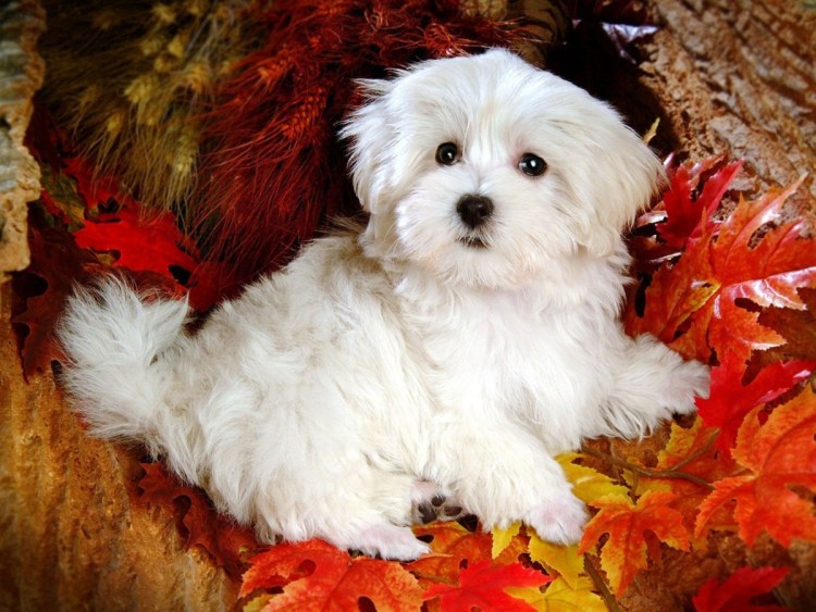 Австралийская овчарка пастух Блюч