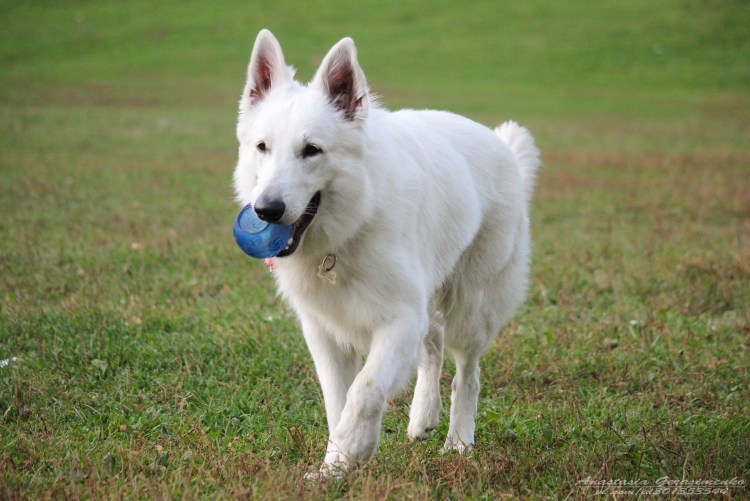 Швейцарская овчарка дворняга