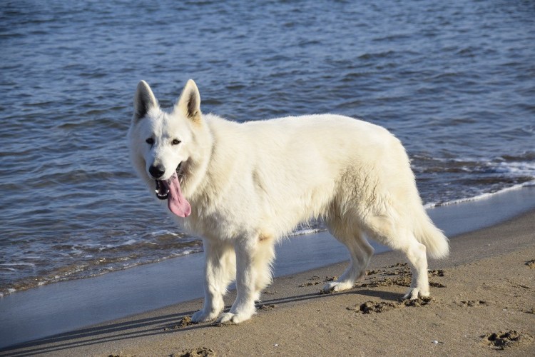 Майоркская овчарка длинношерстная