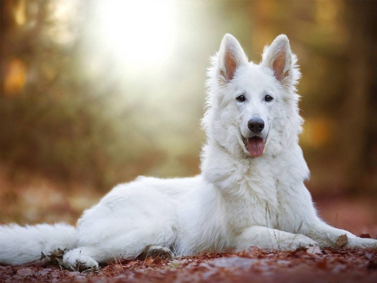 Швейцарская овчарка БШО