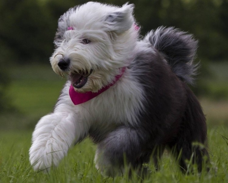 Бордер колли Blue Merle