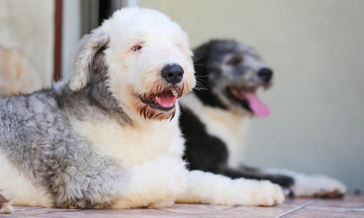 Белая Шотландская овчарка