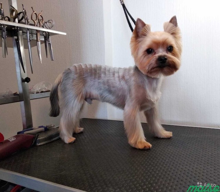 Стрижка Йорка под машинку