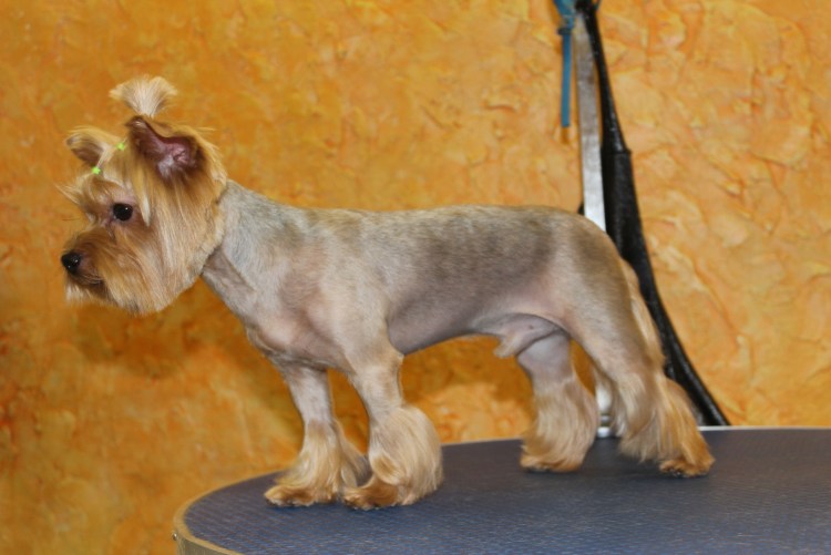 Йоркширский терьер стрижки
