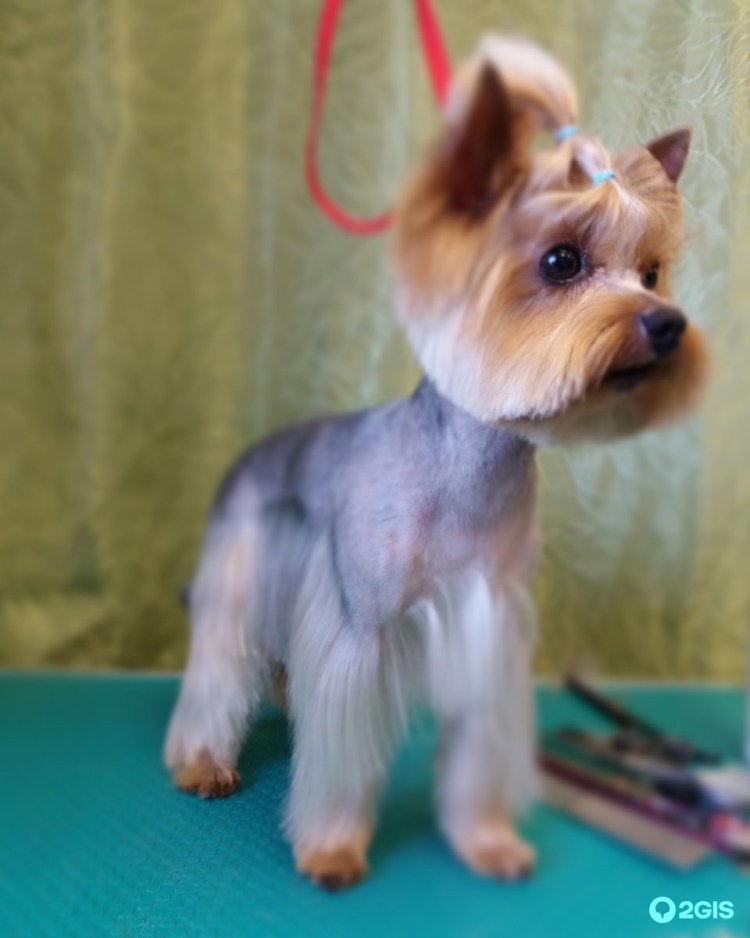 Стрижка Йорка под Льва