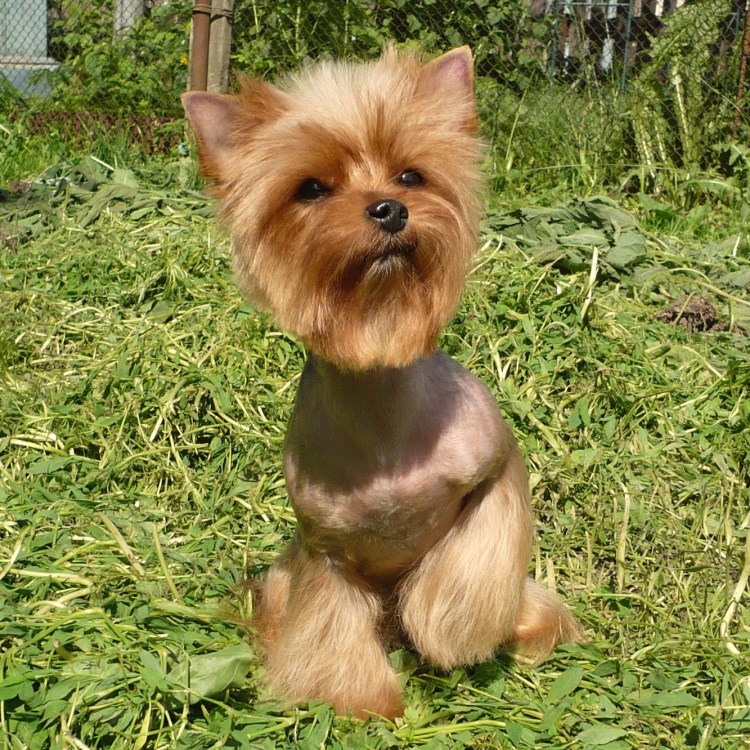 Грумминг йоркширского терьера