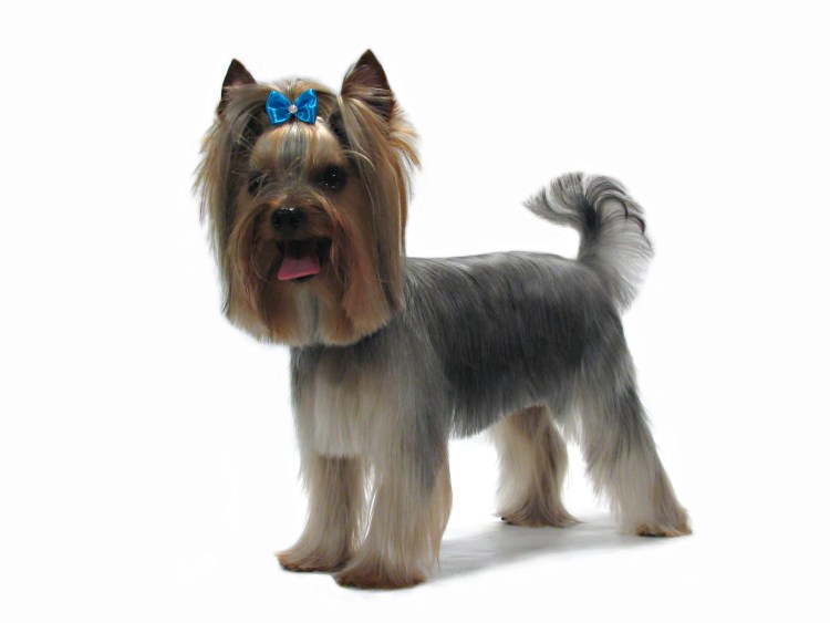 Стрижки для йорков мальчиков эффектные