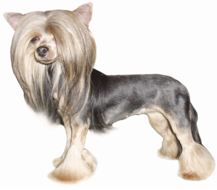 Стрижка лап у Йорка