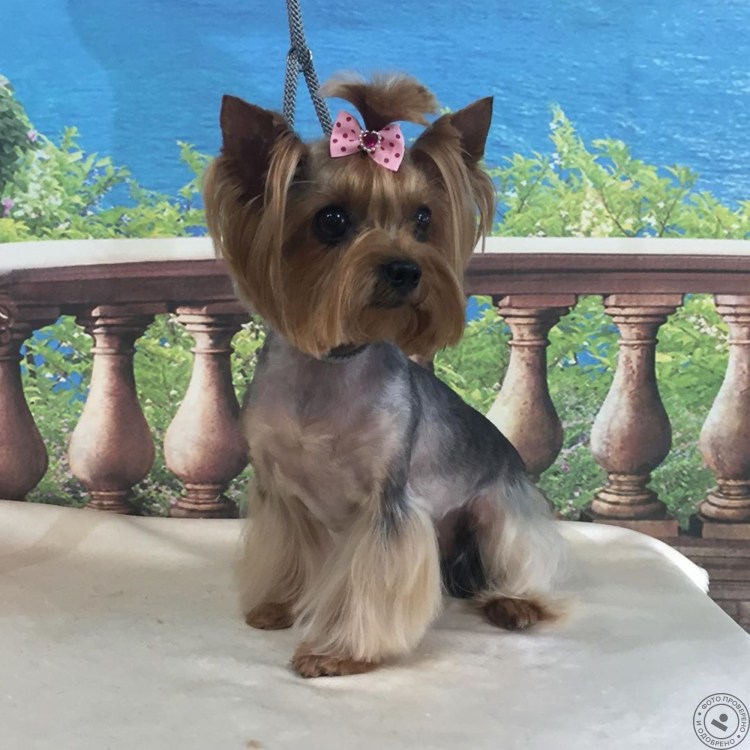 Выставочная стрижка Йорка