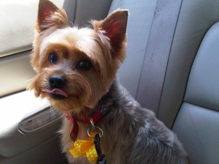 Стрижка корейка для йорков