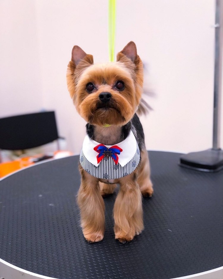 Подстрижка йоркширского терьера