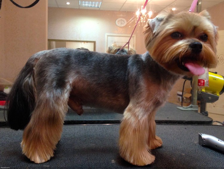 Йоркширский терьер стандарт стрижки