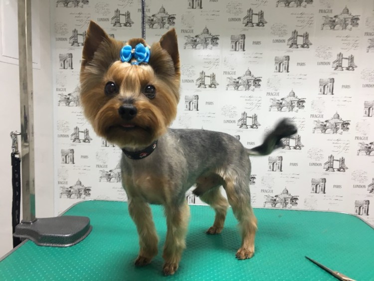 Удлиненная стрижка для йорков