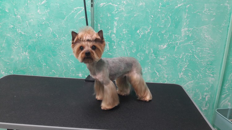 Йоркширский терьер стрижки