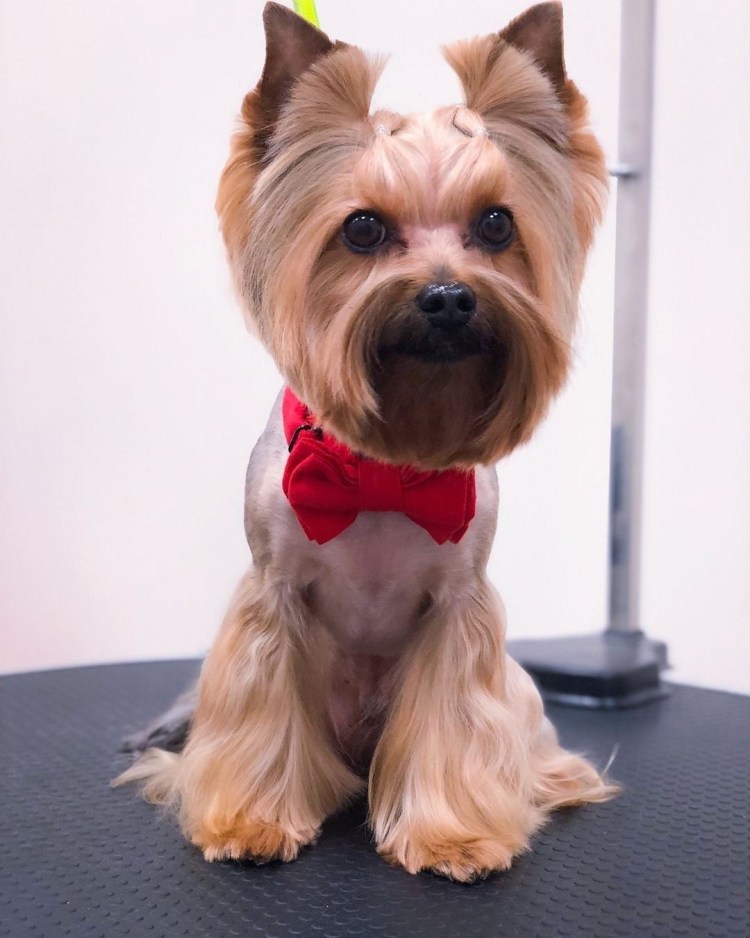 Черный Йоркширский терьер стандарт