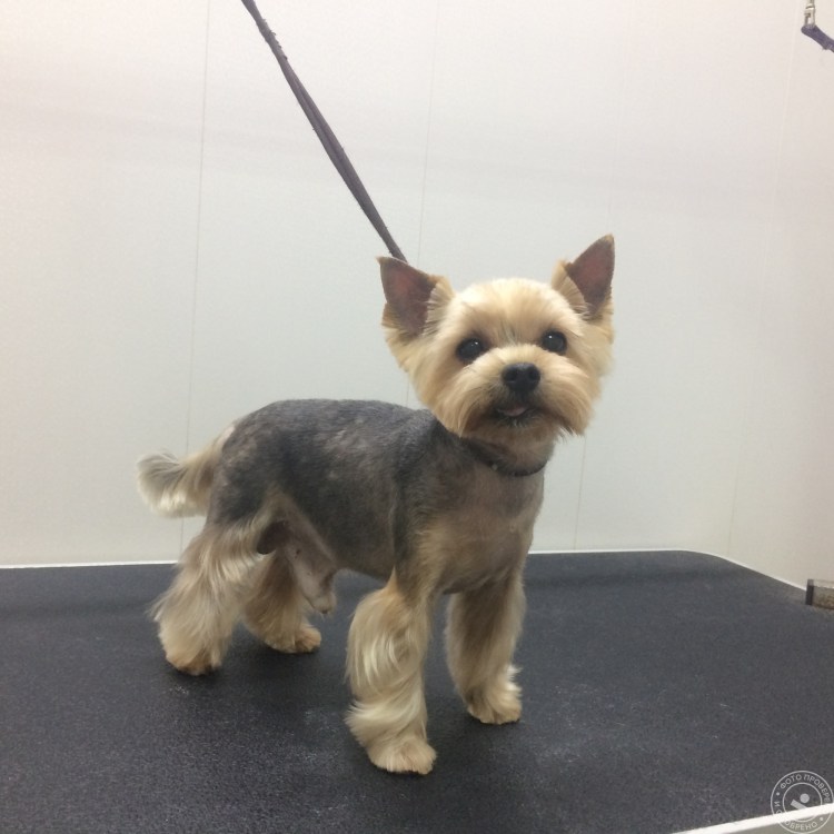 Украшения для йорков мальчиков