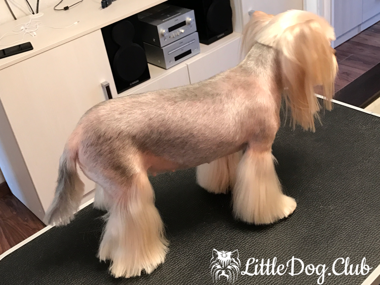 Стрижка головы Йорка