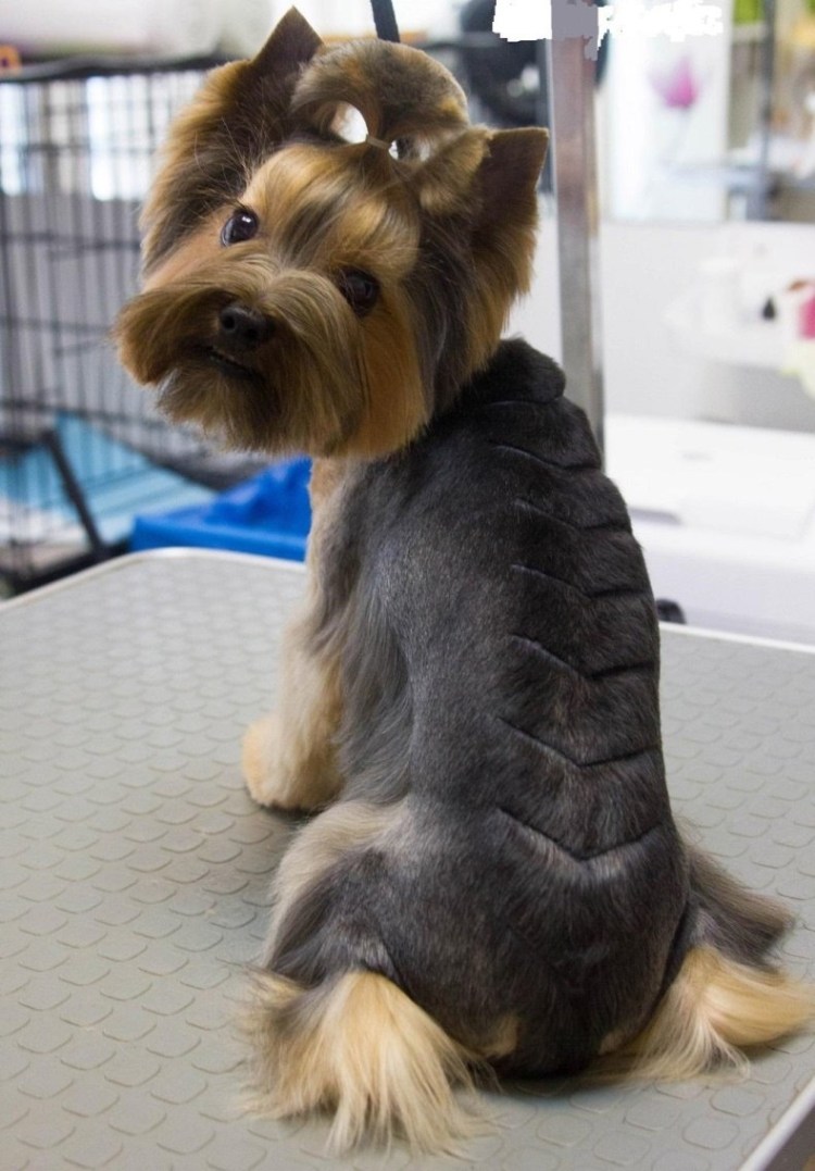 Тримминг Йорка