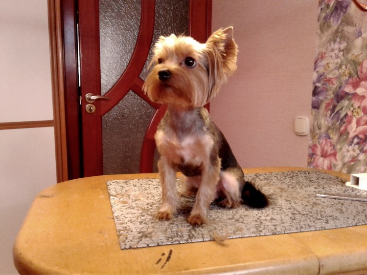 Йоркширский терьер стрижки