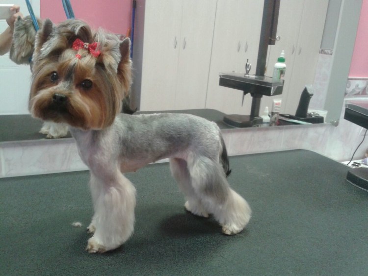 Стрижка Кавайи Йорк