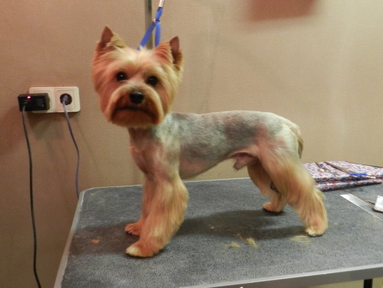 Йоркширский терьер cnhbltyysq