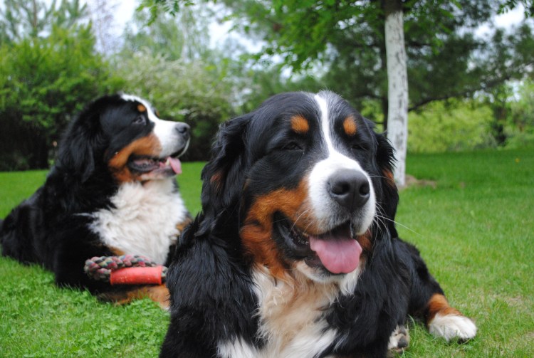 Брянский зинихунт порода