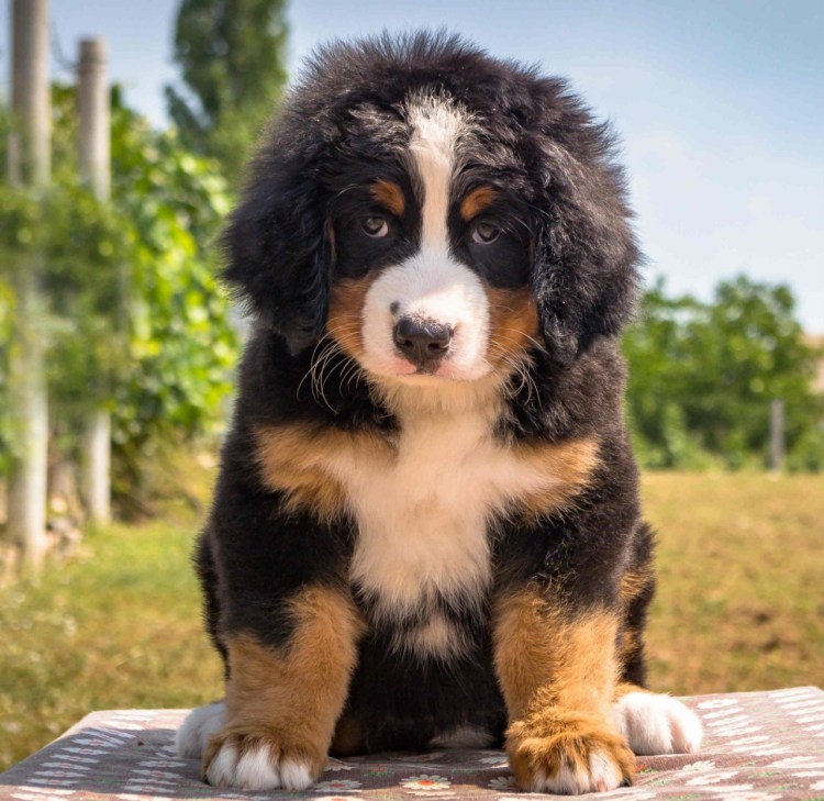 Собака Бернский зенненхунд