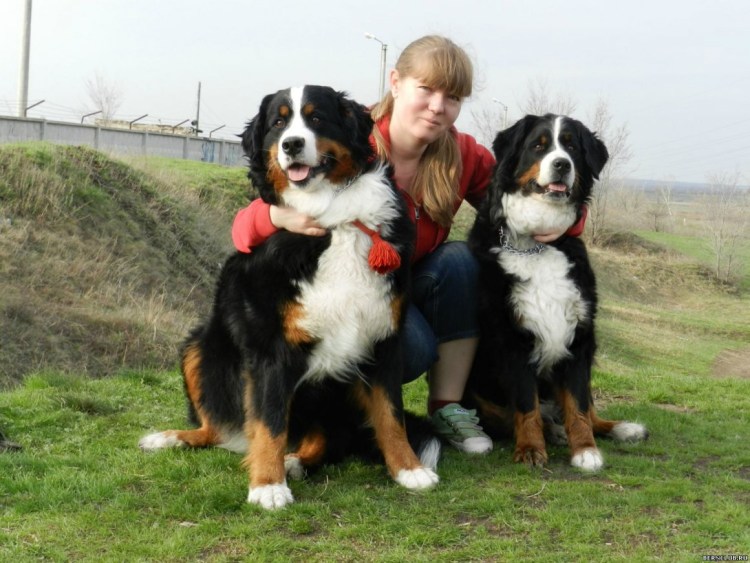 Барон собака букиных