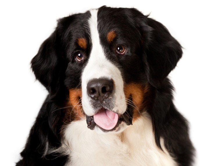 Барон собака Станислав Баглаев