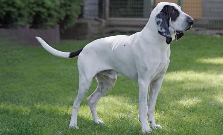 Бернардский зелендхунд