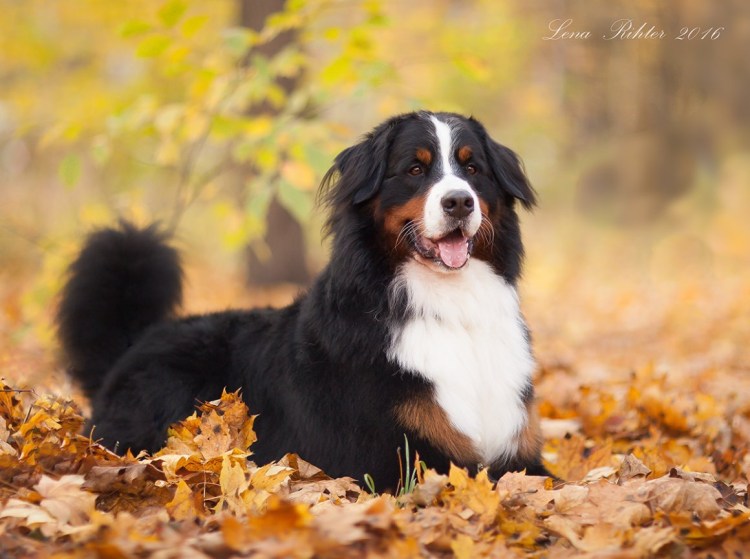 Бернский колли