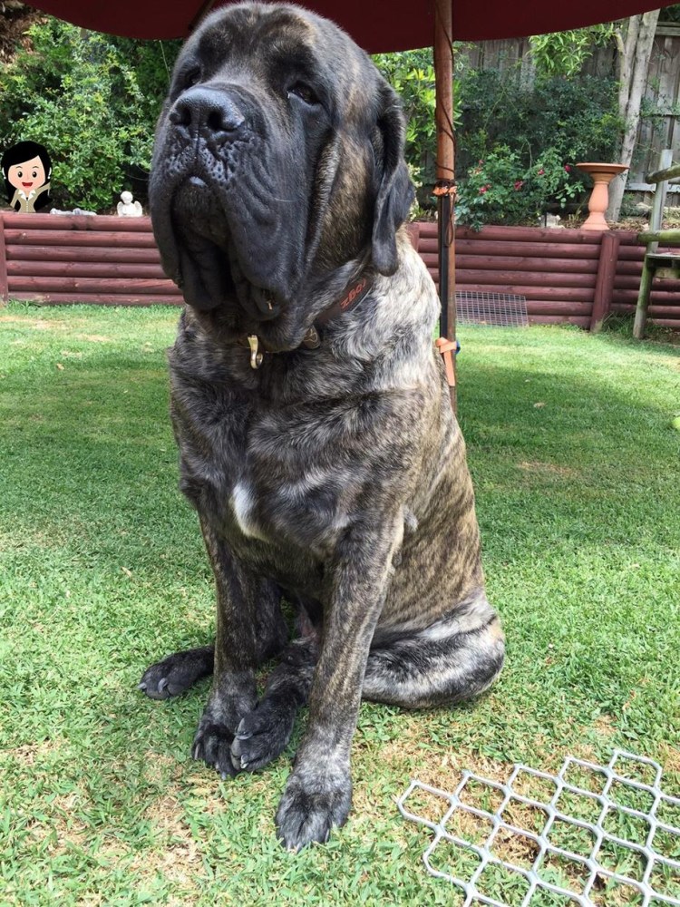 Порода Бернский зенненхунд