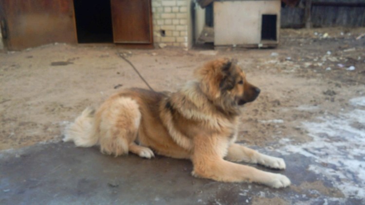 Бернский зенненхунд