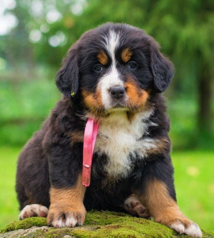 Бернский зенненхунд Барон