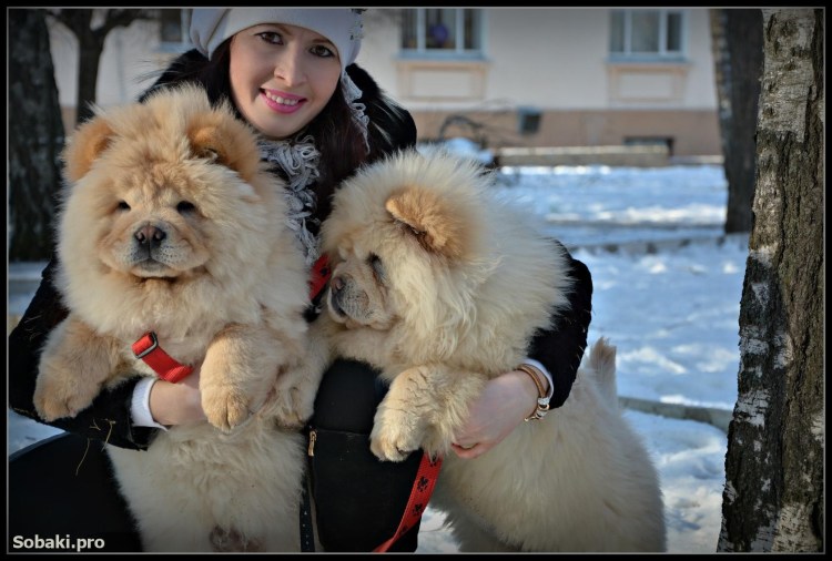 Тибетский мастиф китайский