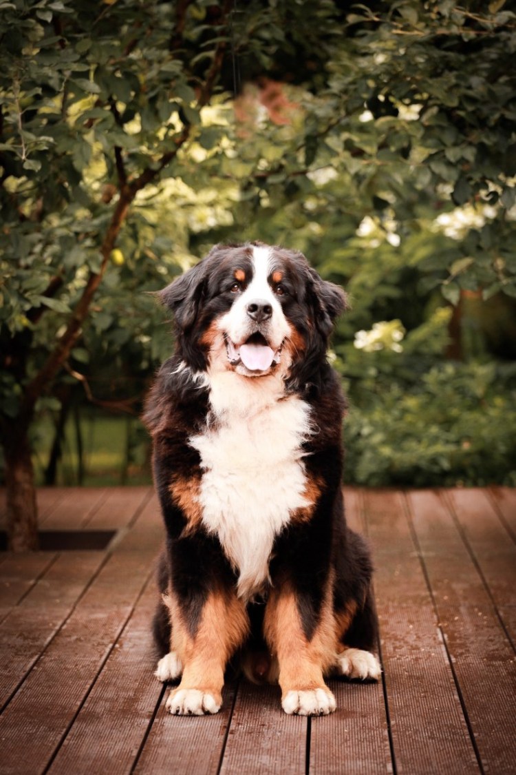 Зенненхунд Барон