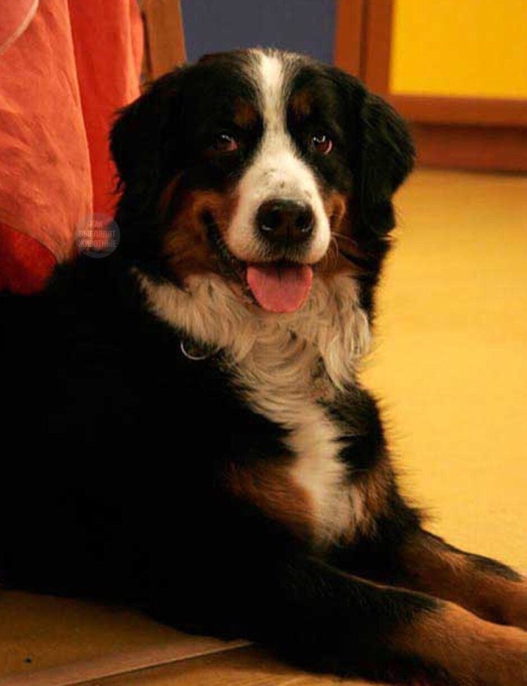 Бернский зенненхунд