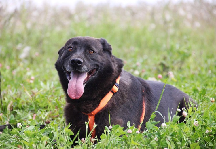 Порода Бернский зенненхунд