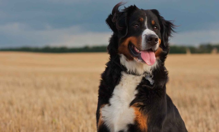 Барон счастливы вместе