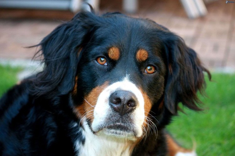 Бернский зенненхунд Байра