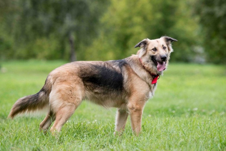 Бернский зенненхунд